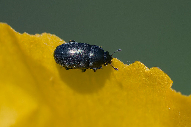 08 Meligethinae sp.jpg